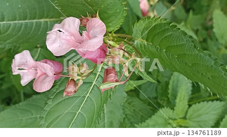 A stunning close-up of vibrant pink jewelweed flowers against lush green foliage. Perfect for botanical, gardening, or nature-related projects, ideal for magazines and educational content. 134761189