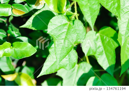 Fetid passionflower or PASSIFLORACEAE or Stinking passionflower 134761194