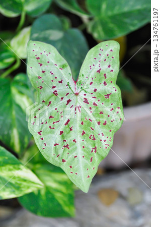 Caladium miss muffet or Caladium, Caladium Bicolor Vent or Caladium bicolor 134761197