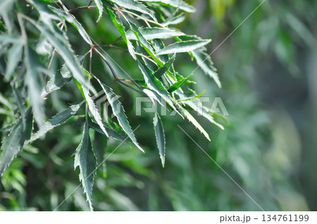 Ming Aralia,  Araliaceae or Parsley Panax or  Plerandra or Plerandra elegantissima or Polyscias fruticosa 134761199