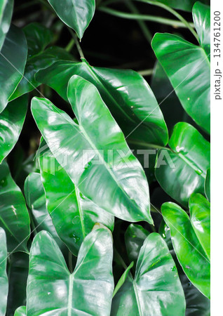 Philodendron burle marxii or araceae, Burle Marx or Philodendron or Philodendron Burle Marx plant 134761200