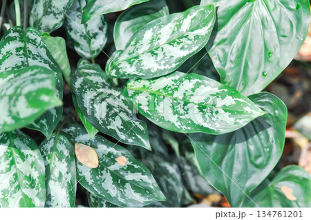 Aglaonema, Aglaonema commutatum or Aglaonema modestum or Aglaonema modestum Schott or araceae or Chinese Evergreen Aglaonema, Aglaonema commutatum or Aglaonema modestum or Aglaonema modestum Schott or araceae or Chinese Evergreen 134761201