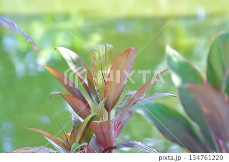 ASPARAGACEAE, Cabbage palm or  Cordyline or Cordyline fruticosa or Daengsiam or Dracaena Palm or Good luck plant or Ti plant or red plant 134761220