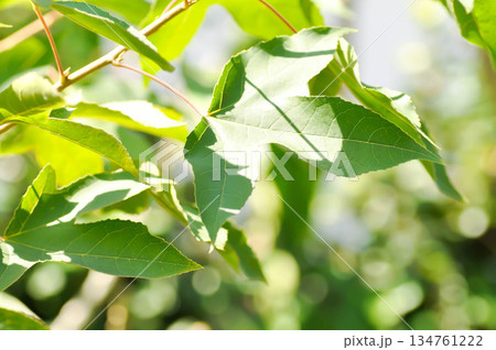 maple leaf, maple leaves or green leaf or Acer saccharum Marsh 134761222