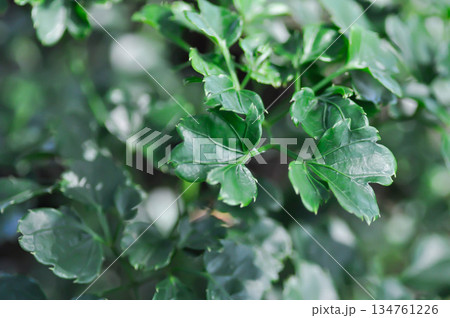 Araliaceae, Celere leaved panax or Garudas claws or Polyscias guilfoylei or  Quinquefolia 134761226