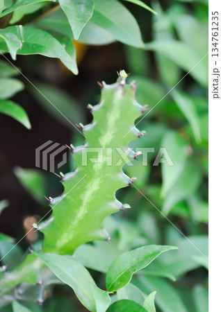 Euphorbia or Euphorbia mayurnathanii variegated ,Euphorbia lactea or Euphorbia lacei Craib Euphorbia or Euphorbia mayurnathanii variegated ,Euphorbia lactea or Euphorbia lacei Craib 134761235