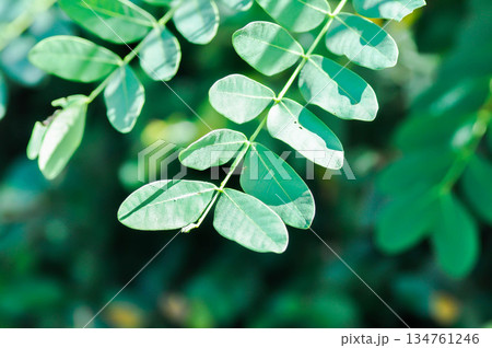 Siberian peashrub, Siberian pea tree or caragana or Caragana arborescens or Fabaceae Siberian peashrub, Siberian pea tree or caragana or Caragana arborescens or Fabaceae 134761246