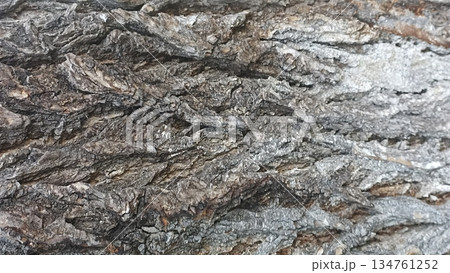Discover the unique texture of rough tree bark, perfect for backgrounds and nature-themed projects. This organic surface adds depth and dimension to your creative works. 134761252