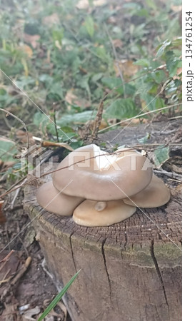A cluster of oyster mushrooms grows on an old tree stump, highlighting nature s beauty in an autumn forest. This image is great for educational materials and environmental campaigns. 134761254