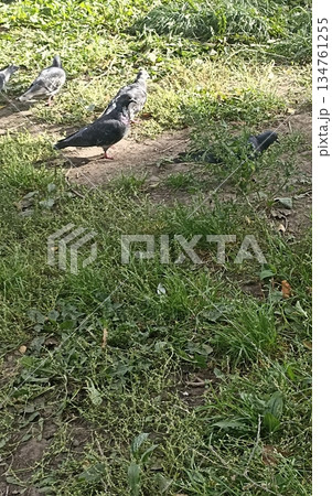 A group of pigeons foraging for food in a green grassy field under a bright blue sky on a sunny day. This scene beautifully captures urban wildlife in a natural setting, ideal for nature lovers. 134761255