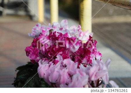 冬の庭にある鉢植えに咲くピンク色のシクラメンの花 134761261