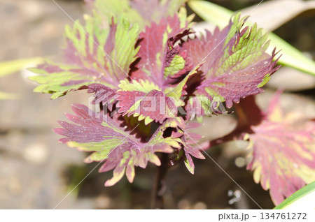 Coleus, Labiatae, Lamiaceae or Painted Nettle or Plectranthus scutellarioides or Solenostemon scutellarioides or red and yellow leaf Coleus, Labiatae, Lamiaceae or Painted Nettle or Plectranthus scutellarioides or Solenostemon scutellarioides or red and yellow leaf 134761272