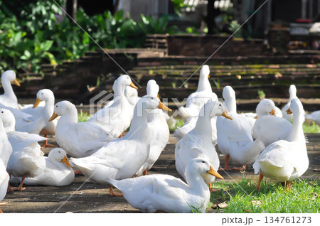 duck or ducks on the farm , farm animal 134761273
