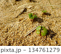 【鳥取】鳥取砂丘　砂地に生えた三つ葉の芽（鳥取市） 134761279