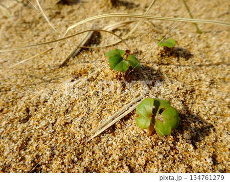 【鳥取】鳥取砂丘　砂地に生えた三つ葉の芽（鳥取市） 134761279