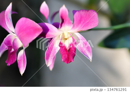 Cooktown Orchid, dendrobium bigibbum or red orchid or Bulbophyllum or dendrobium orchid or Dendrobium sp or ORCHIDACEAE 134761291