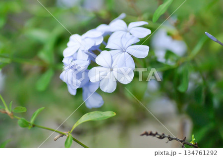 Cape leadwort, PLUMBAGINACEAE or Plumbago auriculata Lam or blue flower or purple flower 134761292