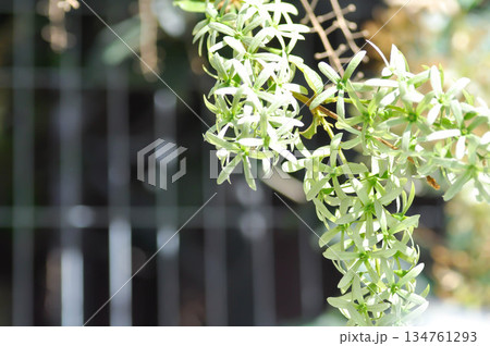 Purple wreath, Queen wreath or Sandpaper vine or Petrea volubilis L or VERBENACEAE 134761293