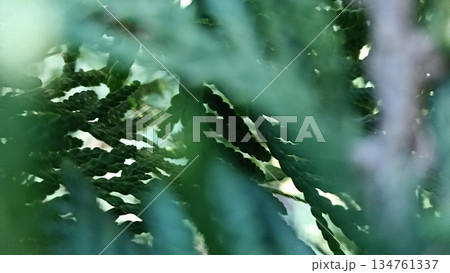 A close-up of lush evergreen foliage, highlighting its rich green hues and detailed texture. Perfect for backgrounds and nature-themed projects, adding an organic touch to designs. 134761337