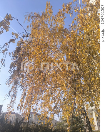 A stunning birch tree displays golden leaves in an urban park, set against a clear blue sky. This image captures the essence of autumn, perfect for nature and seasonal themes. 134761507