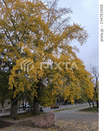 Captured is an autumn scene with trees in golden foliage, glowing over an urban street. This image evokes seasonal beauty, ideal for travel blogs and landscape designs. 134761608