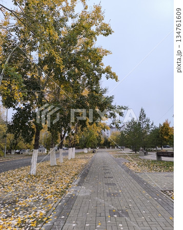 Experience the tranquility of autumn on a paved walkway. Surrounded by trees with yellow leaves, this serene scene is perfect for illustrating urban parks and seasonal beauty. 134761609