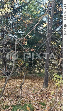 A peaceful autumn forest scene featuring a carpet of colorful fallen leaves and bare trees, illuminated by soft natural light, perfect for nature-themed projects and backgrounds. 134761711