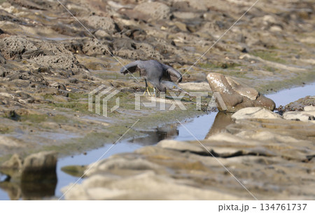 獲物を狙うクロサギ 獲物を狙うクロサギ 134761737