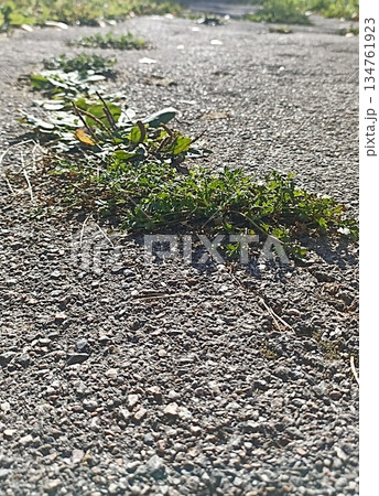 A detailed shot of green plants growing through cracks in asphalt, symbolizing resilience and urban nature. Ideal for environmental campaigns, illustrating strength and adaptation. 134761923