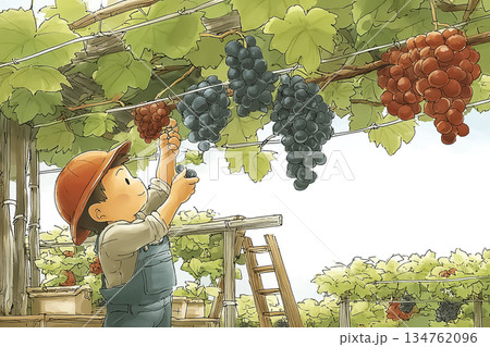 ぶどう農園で新鮮なぶどうを収穫する農業体験のイラスト 134762096