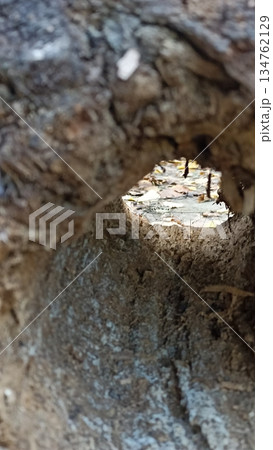 A unique view through a hollow log, showcasing vibrant fallen autumn leaves on the forest floor. This image captures nature s cycle and hidden beauty, perfect for textures or backgrounds. A unique view through a hollow log, showcasing vibrant fallen autumn leaves on the forest floor. This image captures nature s cycle and hidden beauty, perfect for textures or backgrounds. 134762129