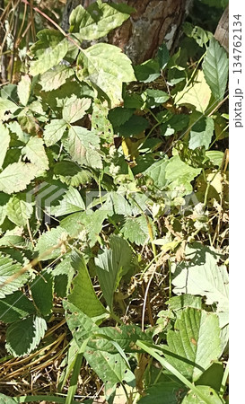 This image showcases wild strawberry plants thriving in a forest. The vibrant green leaves and intricate textures highlight nature s beauty, perfect for illustrating botany and ecology. 134762134