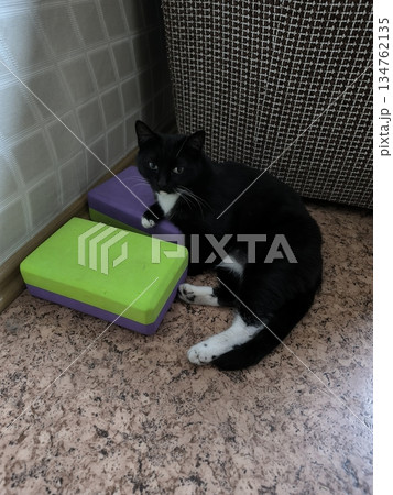 A tuxedo cat lounges on yoga blocks in a sunlit home corner, radiating calm. This charming feline adds a delightful touch to themes of relaxation, wellness, and the joy of pets. A tuxedo cat lounges on yoga blocks in a sunlit home corner, radiating calm. This charming feline adds a delightful touch to themes of relaxation, wellness, and the joy of pets. 134762135