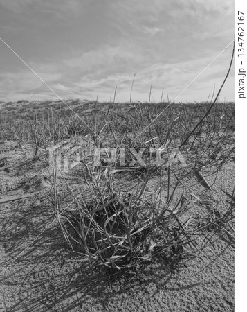 【鳥取】鳥取砂丘　イネ科植物のモノクロ写真（鳥取市） 134762167
