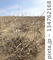 【鳥取】鳥取砂丘　イネ科植物の枯れ草（鳥取市） 134762168