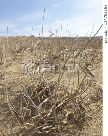 【鳥取】鳥取砂丘　イネ科植物の枯れ草（鳥取市） 134762168