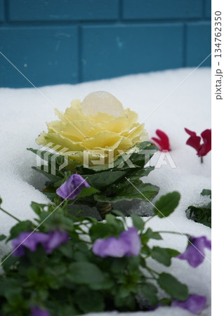 葉牡丹と雪 134762350