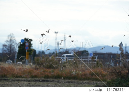 飛び立つすずめ 134762354