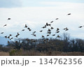 すずめの群れ 134762356