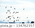 すずめの群れ 134762357