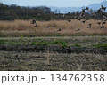飛び立つすずめの大群 134762358