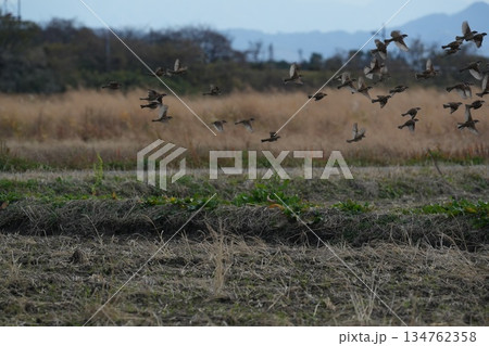 飛び立つすずめの大群 134762358
