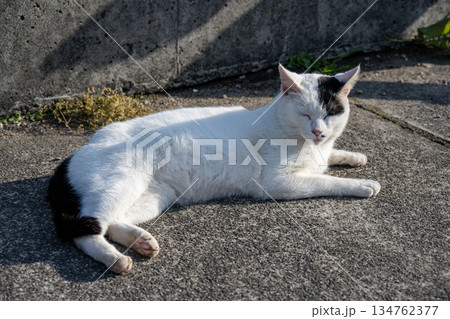 岩の上で昼寝する猫 岩の上で昼寝する猫 134762377
