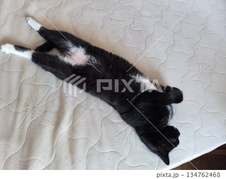 A tuxedo cat relaxes on a mattress, stretching its body in a serene pose. The black and white fur showcases its playful nature, perfect for pet care and feline behavior content. 134762468