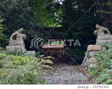 神秘的スピリチュアルな雰囲気抜群の神社の階段と山門と拝殿狛犬、鬱蒼とした鎮守の森の中、岡山県千屋神社 神秘的スピリチュアルな雰囲気抜群の神社の階段と山門と拝殿狛犬、鬱蒼とした鎮守の森の中、岡山県千屋神社 134762507