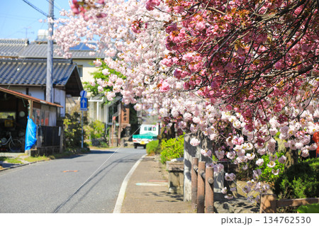 ふんわりとした八重咲きの桜の春 ふんわりとした八重咲きの桜の春 134762530