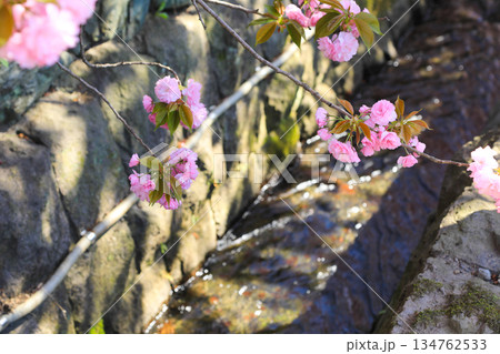 日本の春に満開となるピンクの桜 134762533