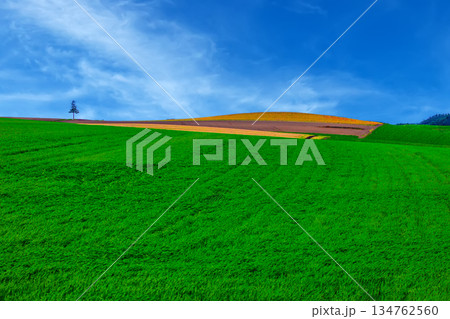 カラフルの丘 134762560