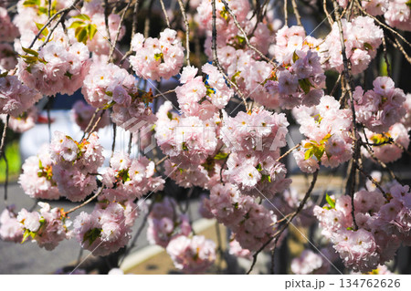 淡いピンク色で満開の桜 134762626