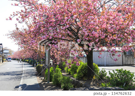 日本の春に見頃を迎える桜 日本の春に見頃を迎える桜 134762632